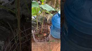 Drip irrigation system using a plastic container ll Do Garden Yourself #gardening #irrigation #diy