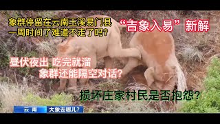 中国云南野象群到哪里了？是吉祥如意还是“吉象入易”？昼伏夜出，吃饱了就溜。大象吃了庄稼村民怎么说？人象混居是否会成为常态？