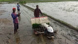 rice transplanting | paddy trans planter Process | agriculture machine