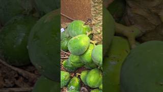 ഈ അമ്മയുടെ ത്യാഗത്തിനു മുമ്പിൽ 🙏🙏🙏 #nature #fruit #agriculture #shorts