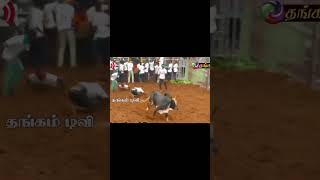 2023 பொத்தமேட்டுபட்டி ஜல்லிக்கட்டு அருமையான காளை #shortsfeed #shorts #video #jallikattu #share