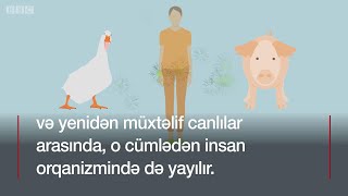 Qrip epidemiyası dünyada necə yayılır?