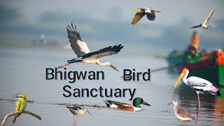 🦢 Explore the Spectacular Bhigwan Bird Sanctuary! 🌿A Photographic tour || Bird Watching Near Pune