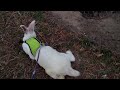 paralyzed bunny on the move