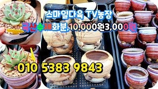 스마일다육tv농장,다육화분,저렴히1만원,3천 국산 수제화분소개succulents  plant 多肉植物