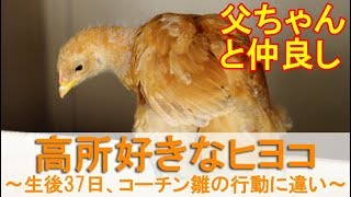 高所好きなヒヨコ～生後37日目、2羽の名古屋コーチン雌鶏雛の行動に違い～