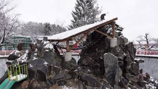 【城山動物園】雪の中の猿たちはとても寒そう