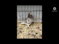 american flying tumbler pigeon fancy pigeon breed