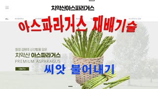 아스파라거스 재배기술1 씨앗 불어내기