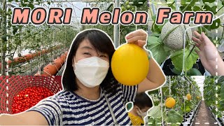 👩🏻‍🌾โมริเมล่อนฟาร์ม 🍈 MORI Melon Farm | อัมพวา | สมุทรสงคราม | Chiu Lifestyle