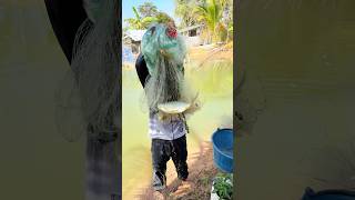 หมานๆปลาเต็มแห #fish #ปลา #fishing #หว่านแห #shorts #shortvideo