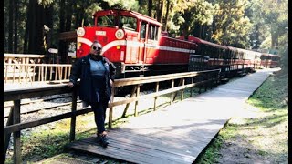 How to get to Alishan from Chaiyi \u0026 Exploring Wonders of Alishan National Forest Recreation Area