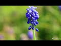 muscari grape hyacinth