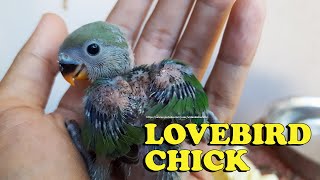 Peach faced Lovebird Chick - It Looks Like Green Opaline