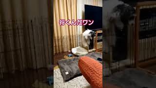 【目撃】マルちゃんの脱出#shorts #犬#動物のいる暮らし #オートハウスニシオ #愛犬#マルックス#dog