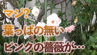 Flower387 庭の薔薇さん達とそのほかの花々達