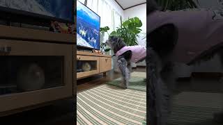 【集中】犬はテレビを見る（【Concentration】 Dog watches tv） #Shorts #dog #犬 #犬のいる生活 #cute