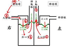 10602高一基礎生物3 1 05人類的心臟與循環路徑new圖型一誠