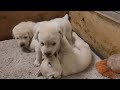 Cutest Newborn Puppies Playing & Eating Together | Cute Newborn Puppies | Yellow Lab Puppies