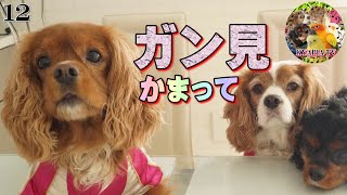 専業主婦が犬と暮らす日々vlog キャバリア犬 「ガン見攻撃❤」｜ブレンハイム ルビー 可愛い犬面白い動物12