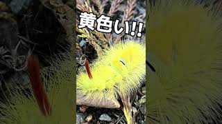 なんなん！？シリーズ　黄色い毛虫　リンゴドクガの幼虫