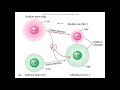 anatomy and physiology chapter 2 chemical basis of life