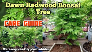 How to grow Metasequoia Dawn Redwood Bonsai Trees