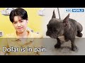 Dollar is in pain [Dogs are incredible : EP.135-5] | KBS WORLD TV 220816