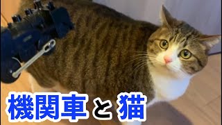 【プラレール】はじめて機関車を見たときの猫たちの反応が可愛い！【保護猫】vol.135