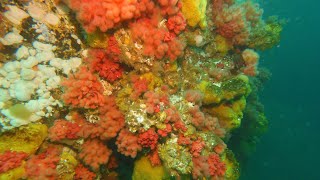 Diving with Don: Port Hardy 2025
