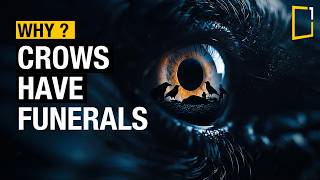 The Crow Funerals That Terrify Scientists