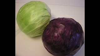 Purple (aka Red) vs Green Cabbage Characteristics and Uses...A Comparison