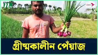 নাটোরে প্রথমবারের মত গ্রীষ্মকালীন পেঁয়াজ চাষ | Nator | Onion | NTV NEWS