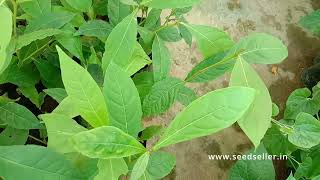 Terminalia bellirica known as baheda, bahera, behada, beleric, bastard myrobalan, താന്നി, താന്നി മരം