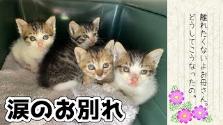 【猫親子を離れ離れにした理由】子猫4匹を保護