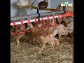 Production de poulets bio