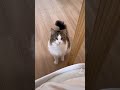 膝の上乗りたそうに見つめる猫が可愛すぎた cat 猫のいる暮らし catlover