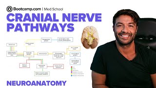 Cranial Nerve Pathways Explained | Motor, Sensory & Autonomic