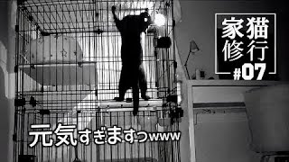 保護した黒猫が元気すぎて、猫用サプリメントを飲ませてみました。【家猫修行】#7