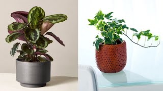 Best Table Plants To Grow Indoors|വീടിനു അകത്തു വെക്കാവുന്ന ചെടികൾ