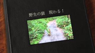 上高地の野生猿発見　(monkey in the wild)