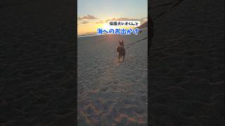 保護犬　レオくんと海🌊にお出かけ#shorts #夕日