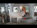 tirumala cows donation amount to gosamrakshana trust