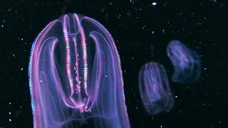 Jellyfish at the Monterey Bay Aquarium