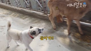 집 나간 송아지 어미 찾게 도와주는 똑쟁이 강아지ㅋㅋ | KBS 단짝 230311 방송