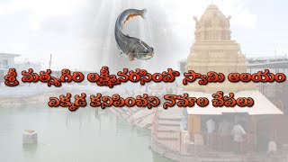 శ్రీ మత్స్యగిరి లక్ష్మి నరసింహ స్వామి ఎక్కడ చూడని మూడునామాల చేపలు చూసి తరించండి/vemulakonda