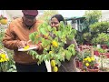 growing star fruit plant in pot अमरख स्टार फ्रूट को गमले में उगायें starfruit gardening garden