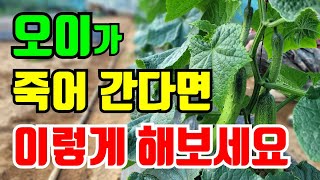 봄에심은 오이 뽑아내고 가을에 먹을 오이 지금 심어요.