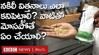 Spurious Seeds: చూడగానే నకిలీ విత్తనాలేవో? మంచి విత్తనాలేవో  ఎలా కనిపెట్టవచ్చు?  | BBC Telugu