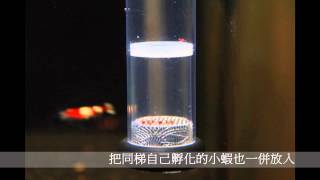 孵蝦卵過程 孵蛋器 孵化器 水晶蝦 Egg Tumbler